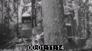 Кировец К-700 на заготовке леса