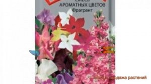 Смесь ароматный Ароматных цветов Фрагрант ? обзор: как сажать, семена смеси