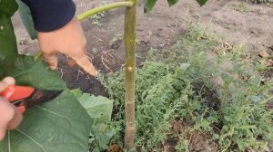 Подготовка Павловнии к зиме!