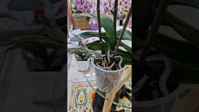 Купили орхидею в торфяном субстрате? Не знаете как поливать? Стоит ли пересаживать?