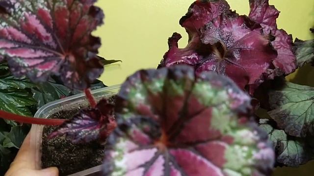 Малышки бегошки через полтора месяца после посадки фрагментов в перлит. И они же постарше☺️. смотреть онлайн