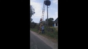 Спасение Аиста в Беларуси