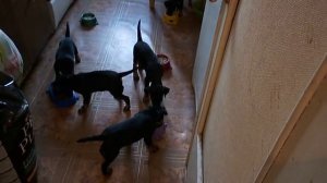 Щенки Ягд-терьера продам