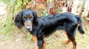 собака Шотландский Сеттер