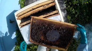 пчеловодство, подсадка матки, не всегда способ работает (записки новичка)