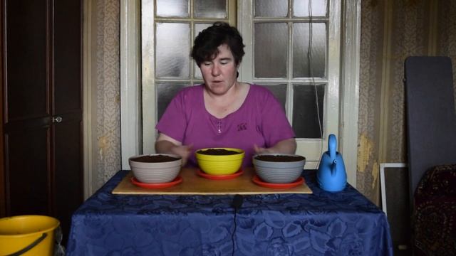 Сенполия, узамбарская фиалка, как размножить смотреть онлайн