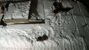 Собаки растерзали кота в Заозерье