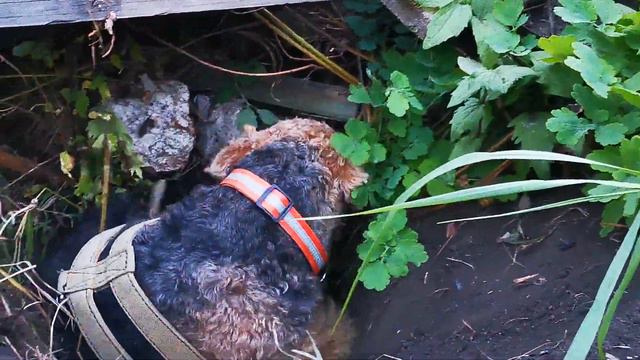 Эрдельтерьер копает нору смотреть онлайн