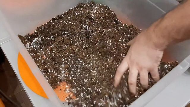 Размножение и выращивание хвойных в домашних условиях черенками.