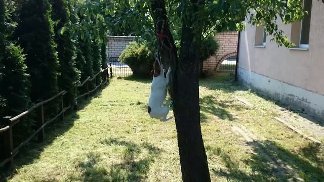 Смешная собака смотреть онлайн