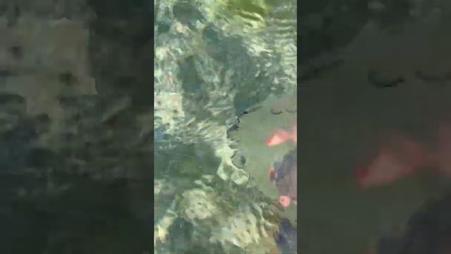 Медузы Чёрного моря