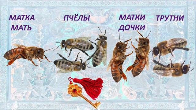 Селекционная работа на любительской пасеке
