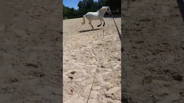 Королевская школа верховой езды. Испания. Ронда смотреть онлайн