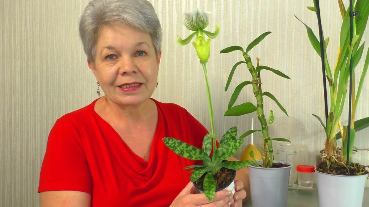 Орхидея ВЕНЕРИН БАШМАЧОК  Пафиопедилум Мауди (Paphiopedilum Maudiae)  Фемма / Femma , и другие...