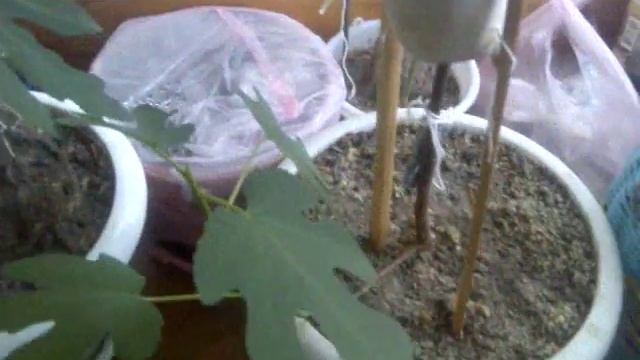 Инжир Далматский 2017 смотреть онлайн