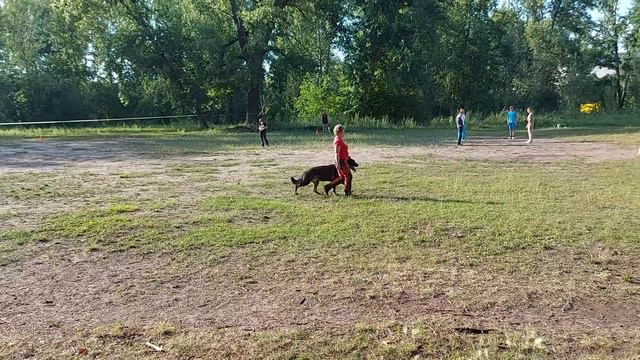 BH/VT - ИСПЫТАНИЯ «СОБАКА-КОМПАНЬОН С ТЕСТИРОВАНИЕМ ПОВЕДЕНИЯ» смотреть онлайн