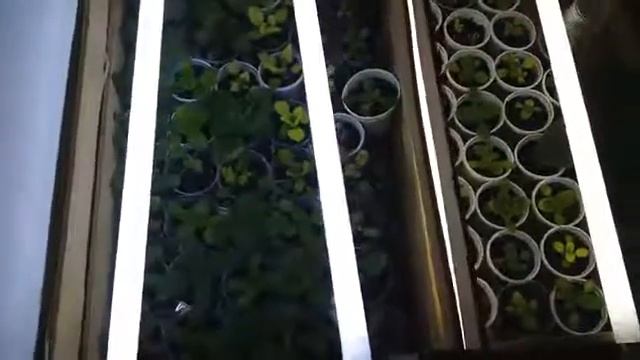 Выращивание фиалок из семян Небольшое обзор Часть 20 смотреть онлайн