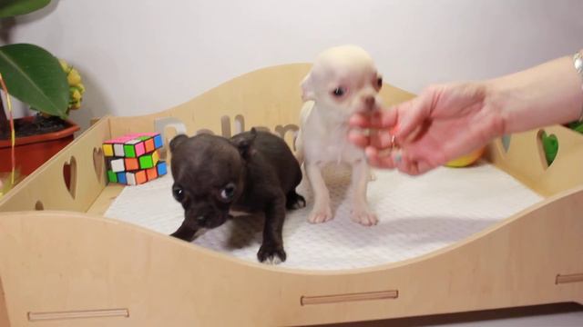 Хурма и Хризантема, Продажа. смотреть онлайн