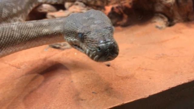 Up Close With Centralian Carpet Python - Featherdale Wildlife Park