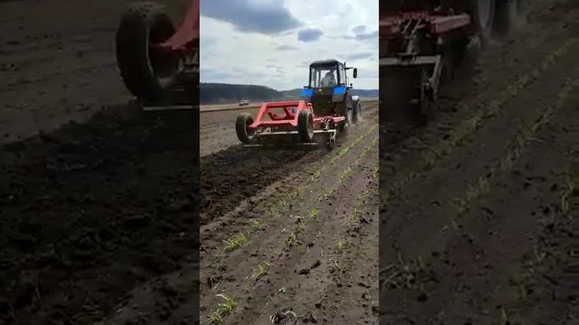 Подготовка почвы дисковой бороной для посадки бульбочки сорт Шадейка в КФХ Игоря Дмитриева