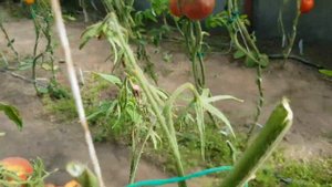 Сорт Медовый эль. Сладкий и маслянистый