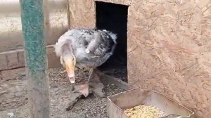 Утки декоративные