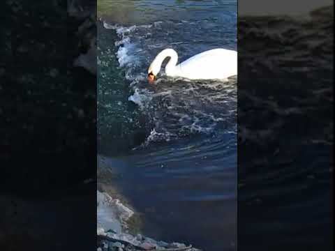 Лебедь около Мини-Водопада