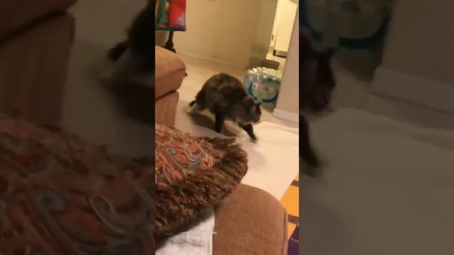 Cat does ninja move on other cat