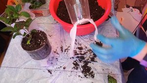 Можно ли сохранить гортензии дома? Эксперимент. Ч.1