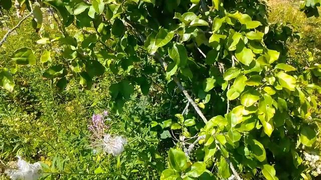 A trip to the Belarusian forest. Blurred the road. Wild raspberry. Беларусь, лес. Дикая малина смотреть онлайн