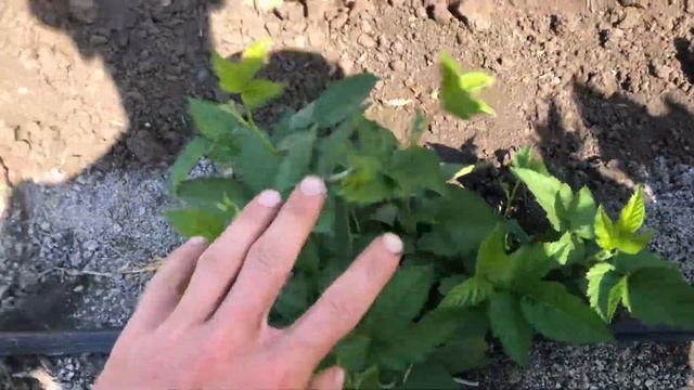 Лучший сорт Ежевики Черная Магия и как ее размножать