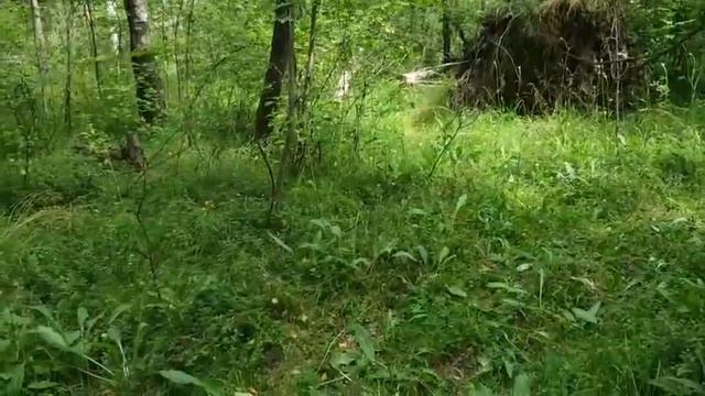 Поездка в лес за черникой ))))))) смотреть онлайн