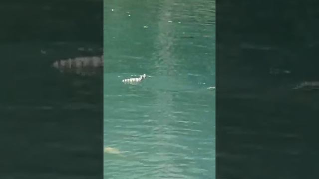 OMG! There is a snake in the Blue Lake. The fishes are going to eaten.