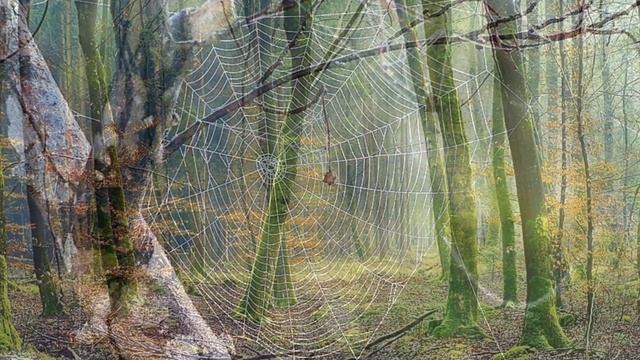 To Warn the World (Armand Amar). смотреть онлайн