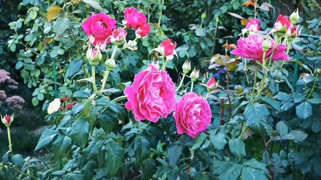 Роза  Сэнт оф вумен Scent Of Woman  (Profumo Di Donna)Rose BARNI Италия, 2012