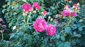 Роза  Сэнт оф вумен Scent of Woman  (Profumo di Donna)Rose BARNI Италия, 2012