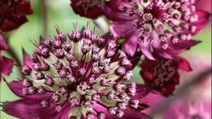 Подборка самых долгоцветущих многолетних цветов для украшения вашего сада!