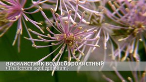 василистник водосборолистный