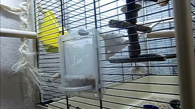 Домашние питомцы. Птенцы кореллы. смотреть онлайн