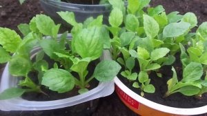 Выращивание Рассады Астр Без Пикировки на Урале.  Закаливание Рассады в Теплице Весной.