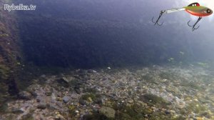 Балансир Lucky John Mebaru под водой. Lucky John Mebaru Underwater