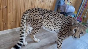 Гепард Герда одна дома!