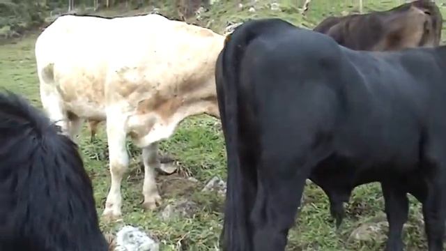 Rodriguez de Mendoza смотреть онлайн