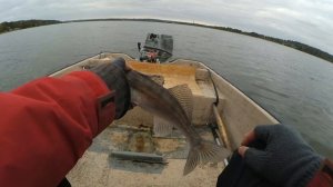 Ловим судака в начале октября 2017, Поиск судака осенью.