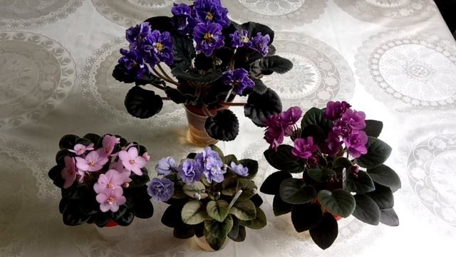 Почему не цветет Фиалка? На что стоит обратить внимание, чтобы фиалки радовали пышным цветением??? смотреть онлайн