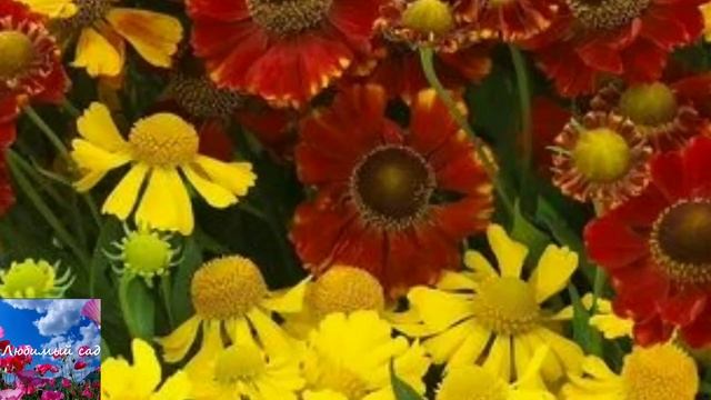 Гелениум - многолетний цветок смотреть онлайн