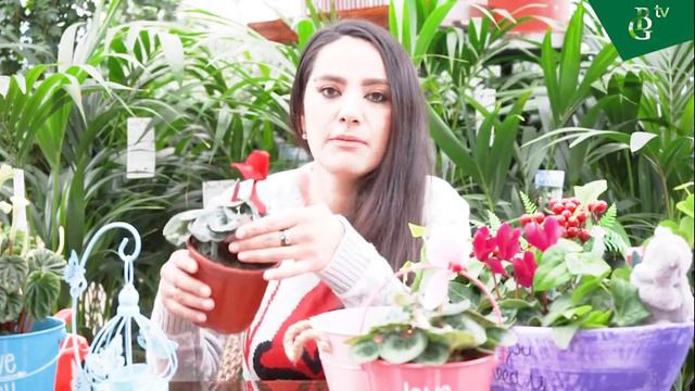 Цикламен гули хақида фойдали маьлумотлар смотреть онлайн