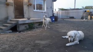 Бугай Алабай. Щенкам 8 месяцев. Рост.Вес. Движения.