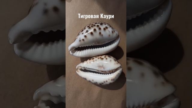 Ракушка Тигровая каури (Cypraea tigris)