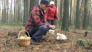 Сбор грибов зелёнок. Приехали за рыжиками, а попали на зелёнки. зелёнок полно. Грибной сезон 2022